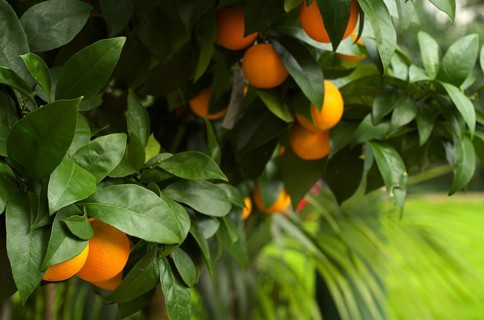 Fruits of the orange (Citrus sinensis) on the tree, greenhouse, Wilhelma, Zoological-Botanical