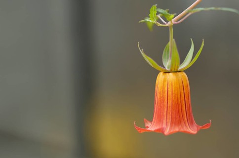 Close-up, Canary bellflower (Canarina canariensis) Greenhouse, Wilhelma, Zoological-Botanical