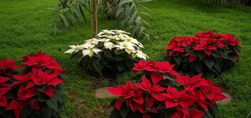 Red and white blossoms of poinsettia, flower, (Euphorbia pucherrima) Greenhouse, Wilhelma,