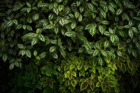 Leaves of the cannon flower (Pilea cadierei, above and Pilea invcolucrata below) Greenhouse,