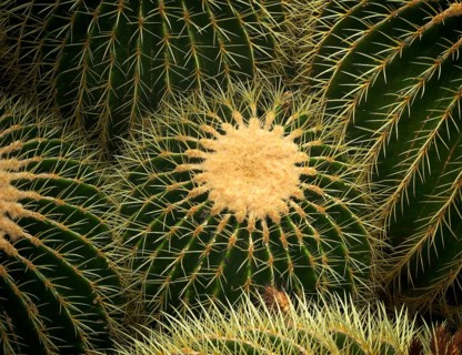 Golden globe cactus (Giant Barrel Cactus platyacanthus) also mother-in-law cactus, cactus house,