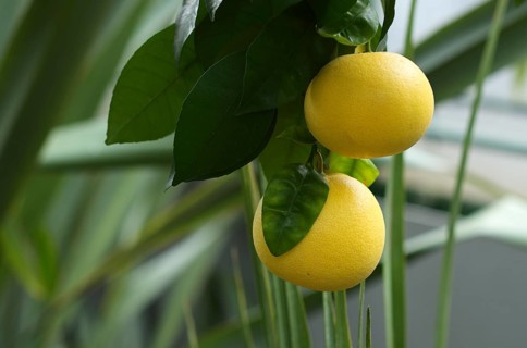 Fruit of the grapefruit (Citrus paradisi) on a tree, greenhouse, Wilhelma, Zoological-Botanical