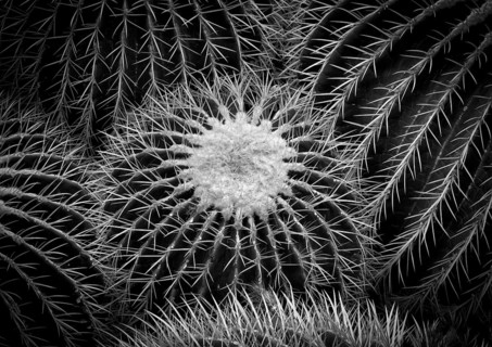 Golden globe cactus (Giant Barrel Cactus platyacanthus) also mother-in-law cactus, cactus house,