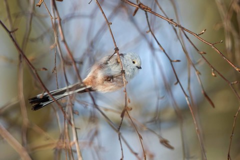 A White-headed Bushtit (Aegithalos caudatus) of the white-headed subspecies foraging in a birch