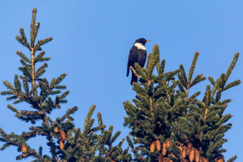 The observation of a male ring ouzel (Turdus torquatus) in Denmark is a big surprise for me,