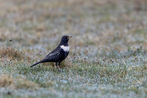 The ring ouzel (Turdus torquatus) is a rare songbird in Europe, I was able to photograph this male
