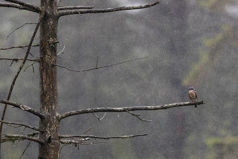 The male red-backed shrike (Lanius collurio) obviously doesn't seem to like the rain shower,