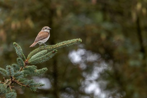 A red-backed shrike (Lanius collurio) that fledged a few days ago uses its parents' breeding