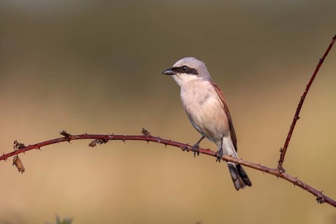Red-backed shrike (Lanius collurio) male in the evening light on a perch, Jagdwarte, Germany