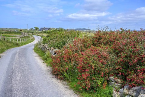 Fuchsia hedges on Omey Island, Cloon, Sillerna, County Galway, Ireland