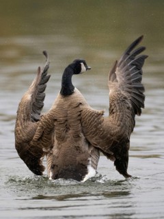 A Canada goose flaps its wings after plumage care, Ãœmminger See, Bochum, North Rhine-Westphalia,
