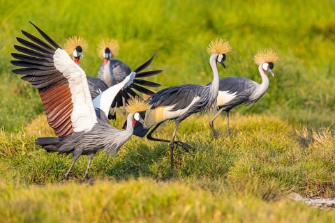 Crowned Crane (Balearica regulorum) courtship behavier South Luangwa NP Zambia August