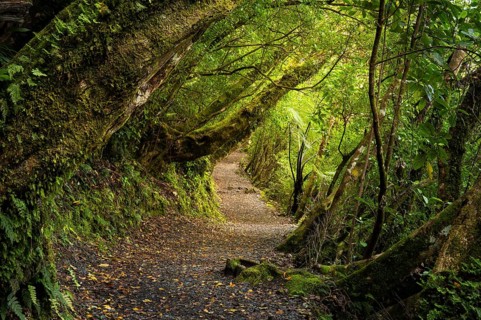 Hiking trail in the forest near Lake Rotopounamu. Waikato Region, North Island, New Zealand