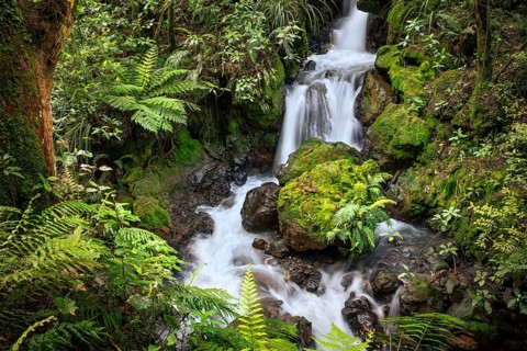 Ketetahi Falls waterfall in the forest, with rocks and ferns. Tongariro National Park, North