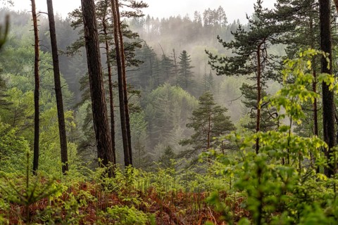 Fog in the forest of Bohemian Switzerland National Park near HÅ™ensko, Czech Republic