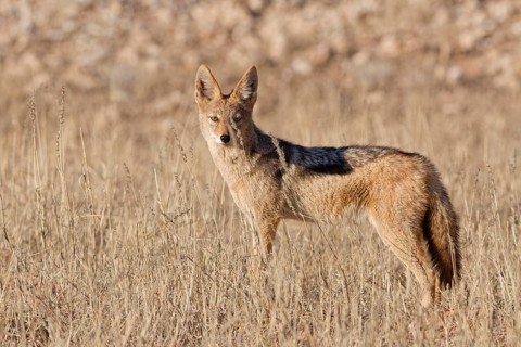 Black-backed jackal (Lupulella mesomelas), adult, standing in tall dry grass, looking at camera,