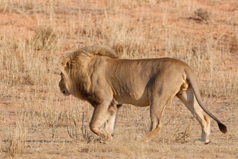 African lion (Panthera leo), adult male walking in dry grass, savanna, Kgalagadi Transfrontier