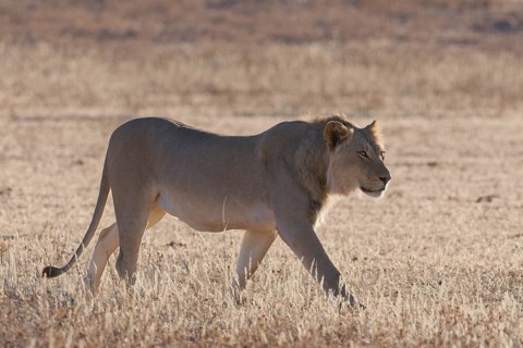 African lion (Panthera leo), adult male, walking in the grass of the dry Auob riverbed, backlit,