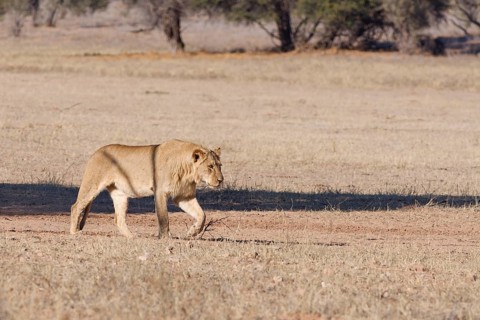African lion (Panthera leo), adult male, walking in the grass of the dry Auob riverbed, Kgalagadi