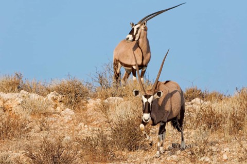 Gemsboks (Oryx gazella), two adults on a rocky ridge, one looking around, the other going down the