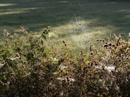 Spider web in morning dew, North Rhine-Westphalia, Germany