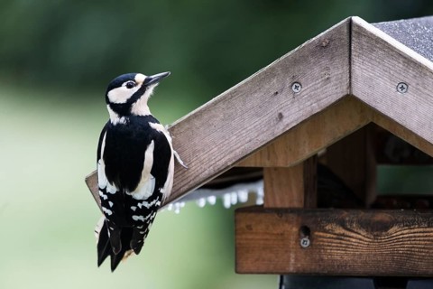 Great spotted woodpecker (Dendrocopos major), at the feeder, North Rhine-Westphalia, Germany
