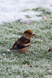 Hawfinch (Coccothraustes coccothraustes) searching for food in winter, North Rhine-Westphalia,