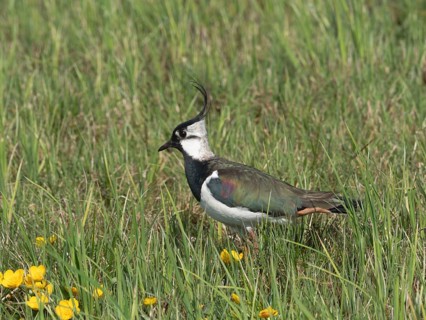 Lapwing (Vanellus vanellus) foraging in a meadow, North Rhine-Westphalia, Germany