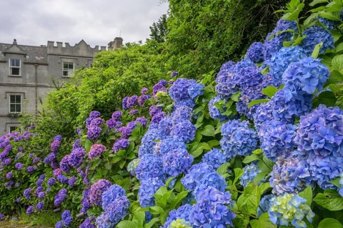 Hydrangeas at Ballynahinch castle (hotel), Bencorr, County Galway, Ireland