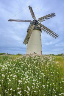 Common yarrow (Achillea millefolium) and the great windmill, Skerries, County Dublin, Ireland