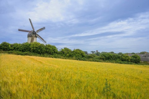Cornfield and the Great Windmill, Skerries, County Dublin, Ireland