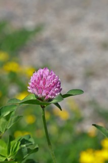 Meadow clover, red clover (Trifolium pratense), flower in a meadow, medicinal herb, Wilnsdorf,
