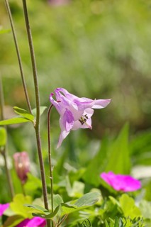 Columbine (Aquilegia vulgaris), pink flower at the edge of a forest, in spring, Wilnsdorf, North
