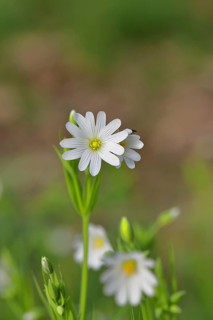 Greater stitchwort (Stella holostea), flowering in the forest, close-up, spring, Wilnsdorf, North