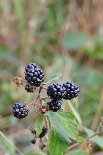 Blackberries (Rubus fruticosus), ripe fruit on a bush in a forest, Wilnsdorf, North