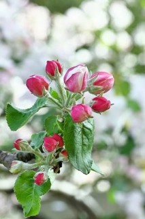 Apple blossoms (Malus), red still closed blossoms, bokeh in the background, close-up, Wilnsdorf,