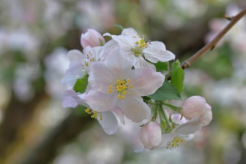 Apple blossoms (Malus), white blossoms with bokeh in the background, close-up, spring, Wilnsdorf,