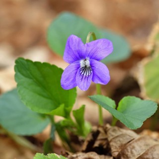 Grove violet (Viola riviniana), flower, in a beech forest, spring, Wilnsdorf, North