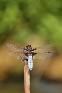 Flat-bellied dragonfly (Libellula depressa), family of damselflies (Libellulidae), male sitting on