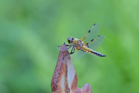 Four-spot (Libellula quadrimaculata), family of dragonflies (Libellulidae), male sitting on a fence