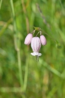 Pigeon's bedstraw or common bedstraw (Silene vulgaris), flower, Wilnsdorf, North Rhine-Westphalia,