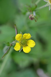 Wood avens (Geum urbanum), Benediktenwurzel, Buschnelkenwurzel, Heil aller Welt, Mannskraftwurzel,
