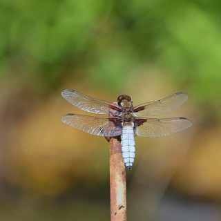 Flat-bellied dragonfly (Libellula depressa), family of damselflies (Libellulidae), male sitting on
