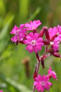 Red campion (Silene dioica), close-up of a flower in a meadow, Wilnsdorf, North Rhine-Westphalia,