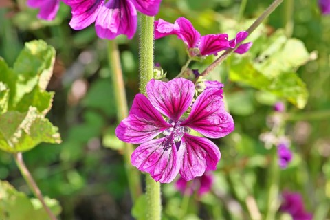 Common mallow (Malva sylvestris), flower in a meadow, medicinal plant, aromatic plant, medicinal