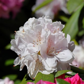 Rhododendron flowers (Rhododendron Homer), white flowers, in a garden, Wilnsdorf, North