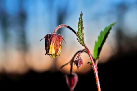 Brooklime (Geum rivale), flowering in the evening light, Peene Valley nature park Park,
