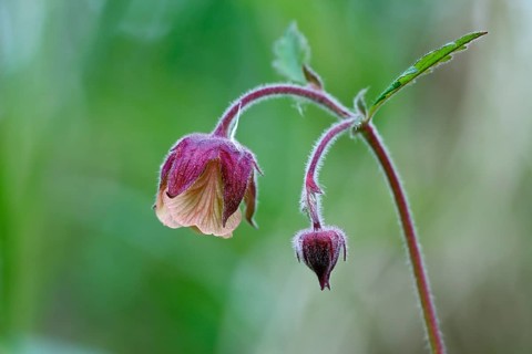 Brooklime (Geum rivale), flowering in the morning light, Peene Valley nature park Park,