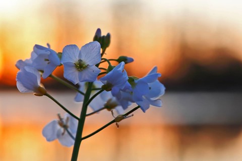 Meadow foamwort (Cardamine pratensis), flowers in front of a water surface at dawn, Peene Valley