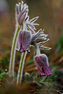 Meadow Pasque Flower, Meadow Pasque Flower, Black Pasque Flower (Pulsatilla pratensis), flower in